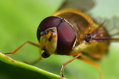 An extreme close up of a hoverfly